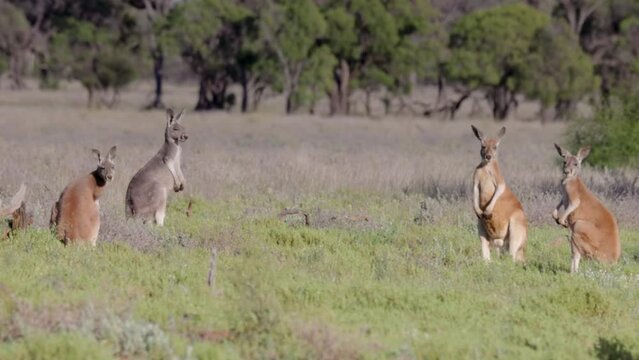 a panning clip of a mob of red kangaroos grazing in a meadow at outback queensland, australia