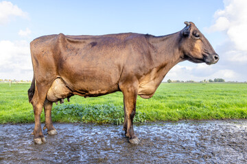 Brown cow standing in a pasture, full length on a muddy road, dairy stock with brown coat, side...