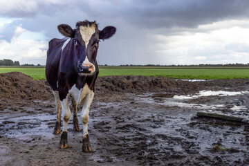 Cow in thunderstorm, dark sky background, black and white livestock, rain and muddy field