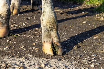 Hoof of a cow standing on a path, manure dirt, white fur