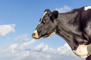 Profil cow portrait, a calm mighty mature milker head and a blue sky background © Clara
