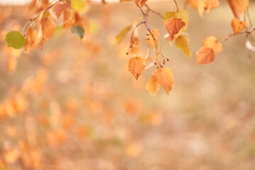 Nature of the autumn forest close-up. A bright morning in a colorful forest with sunlight. Beautiful close-up of falling autumn leaves with space to copy. High quality photo