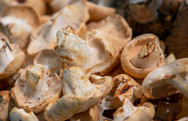 close up shot of mushrooms in the market