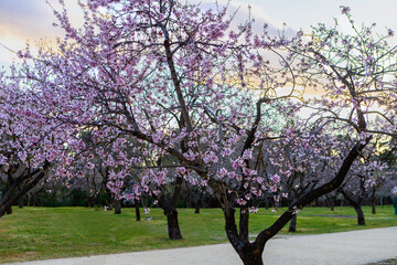 Field or park of almond trees in bloom, in February or March spring, Madrid
