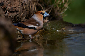 The hawfinch ,,Coccothraustes coccothraustes,, in its natural environment, Danubian wetland forest, Slovakia