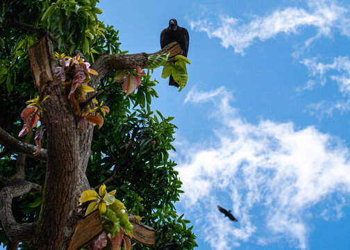  Zamuro Venezolano ave muy t&iacute;pica del pa&iacute;s (Cathartes melambrotus).
