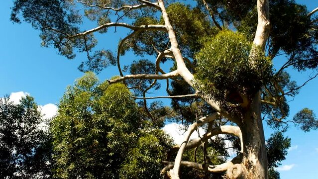 Massive old blue gum tree (Eucalyptus globulus) against blue sky - tilt-up shot
