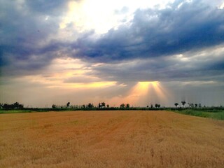 Sunset over the field