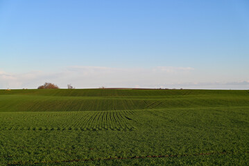 Fototapeta na wymiar Agriculture.A vast expanse of green wheat field.
