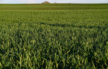 Agriculture.A vast expanse of green wheat field.