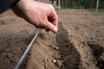 Sowing peas by hand in rows in prepared soil. Spring work in the garden. Sowing green peas.