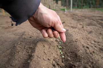 Sowing peas by hand in rows in prepared soil. Spring work in the garden. Sowing green peas.