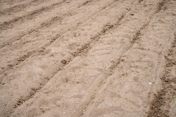 Sowing peas by hand in rows in prepared soil. Spring work in the garden. Sowing green peas.
