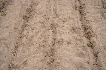 Sowing peas by hand in rows in prepared soil. Spring work in the garden. Sowing green peas.