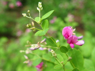 朝の公園に咲く萩の花