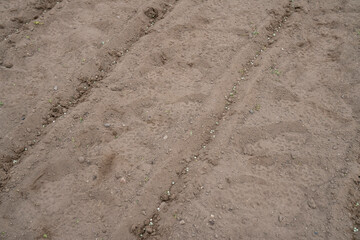Sowing peas by hand in rows in prepared soil. Spring work in the garden. Sowing green peas.