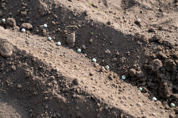 Sowing peas by hand in rows in prepared soil. Spring work in the garden. Sowing green peas.