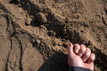 Sowing peas by hand in rows in prepared soil. Spring work in the garden. Sowing green peas.