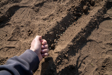 Sowing peas by hand in rows in prepared soil. Spring work in the garden. Sowing green peas.