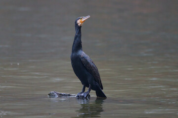 Great cormorant ,,Phalacrocorax carbo,, on danube river, Danubian wetland, Slovakia