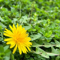 yellow dandelion flower