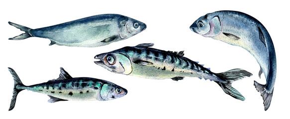 Set of herring and mackerel watercolor illustration isolated on white background.