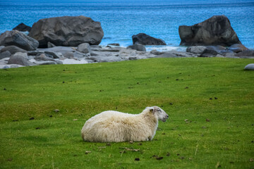 Obraz premium Cute sheep in the green meadow of Lofoten Islands, Norway