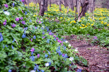 北海道の山里の春は賑やか