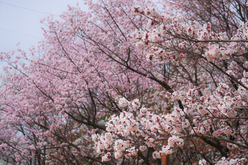 A photo of a plum blossom in spring