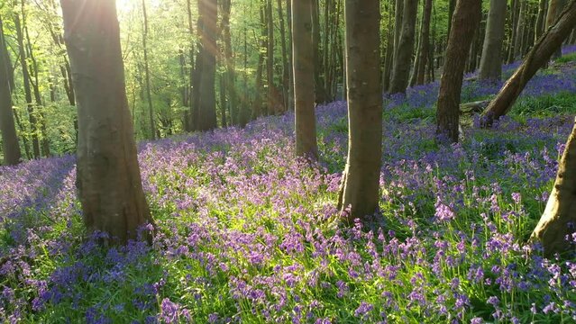 A bluebell woodland in spring, Dorset, England, United Kingdom, Europe
