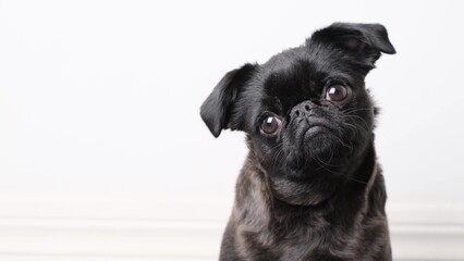 Portrait of pretty brabancon or griffon dog looking at the camera with funny face, posing over white studio background, closeup shot.