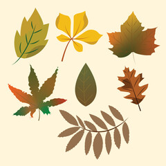 autumn  colored leaves