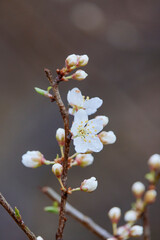 flowering tree branches on a spring day