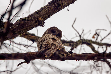 Bird of prey (Strix aluco) with a captured rabbit sits on a tree branch.