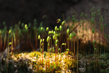 Moss is the most important component of the ecological system. They are preparing the earth for...