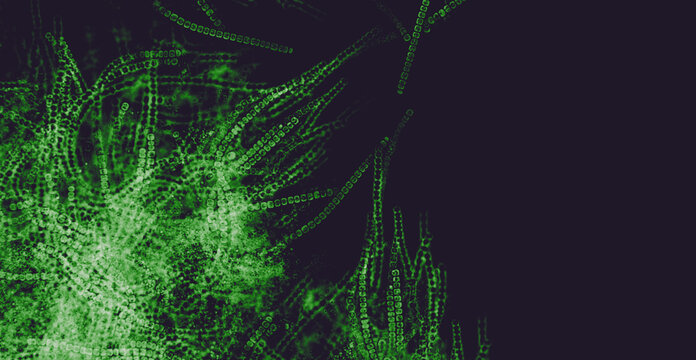 Probiotics, lactic acid bacteria. Bacteria and microorganisms. Microscopic probiotics, bacterial flora