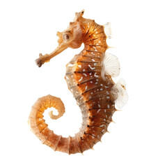 seahorse isolated on white background - obrazy, fototapety, plakaty