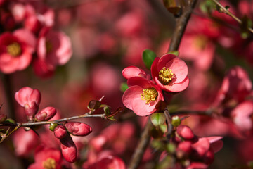 flowering tree branches on a spring day