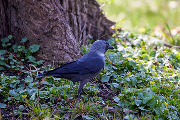 a crow looking for straw in the grass to make a nest