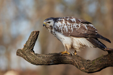 Common buzzard,, butoe buteo,, in its natural environment, Danubian wetland, Slovakia