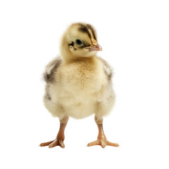 Obraz premium chick isolated on white background