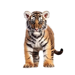 Fototapeta na wymiar tiger cub 