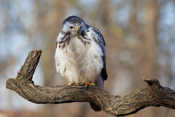 Common buzzard,, butoe buteo,, in its natural environment, Danubian wetland, Slovakia