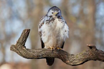 Common buzzard,, butoe buteo,, in its natural environment, Danubian wetland, Slovakia