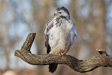 Common buzzard,, butoe buteo,, in its natural environment, Danubian wetland, Slovakia