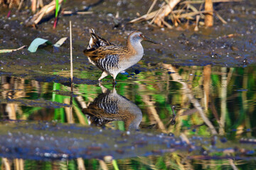 Wasserralle am Morgen im Herbst bei der Jagd	