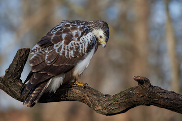 Common buzzard,, butoe buteo,, in its natural environment, Danubian wetland, Slovakia