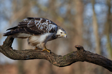 Common buzzard,, butoe buteo,, in its natural environment, Danubian wetland, Slovakia