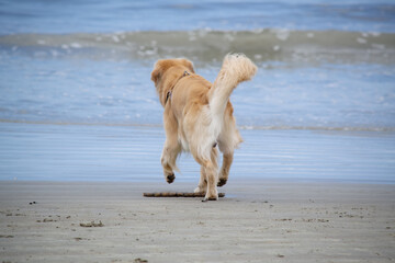 Na praia golden retriever é uma raça canina do tipo retriever originária da Grã-bretanha, e foi...