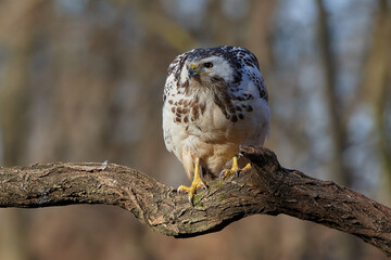 Common buzzard,, butoe buteo,, in its natural environment, Danubian wetland, Slovakia